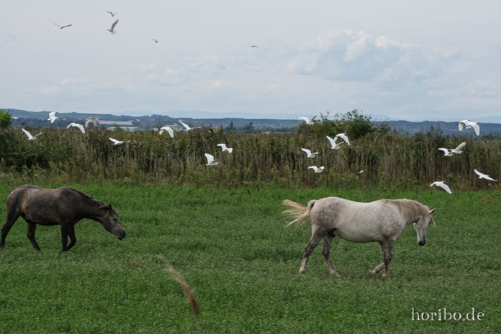 280_HR-22-09-08-16-19-24-1793