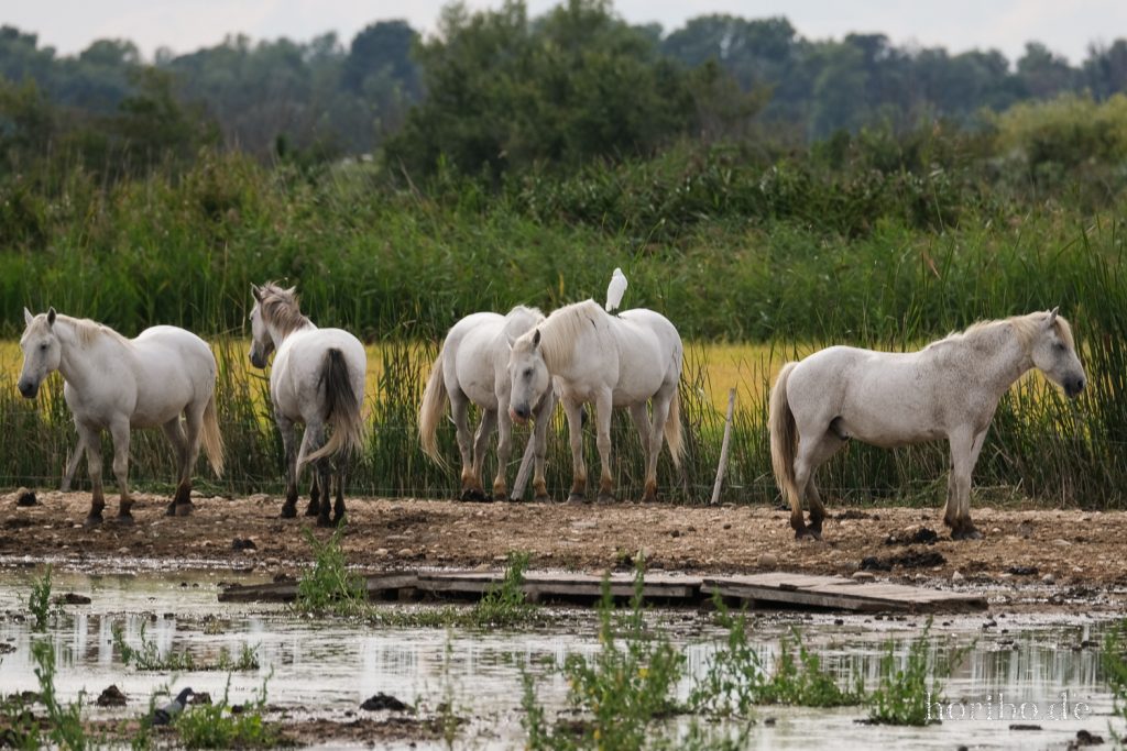 294_HR-22-09-08-16-54-59-1853