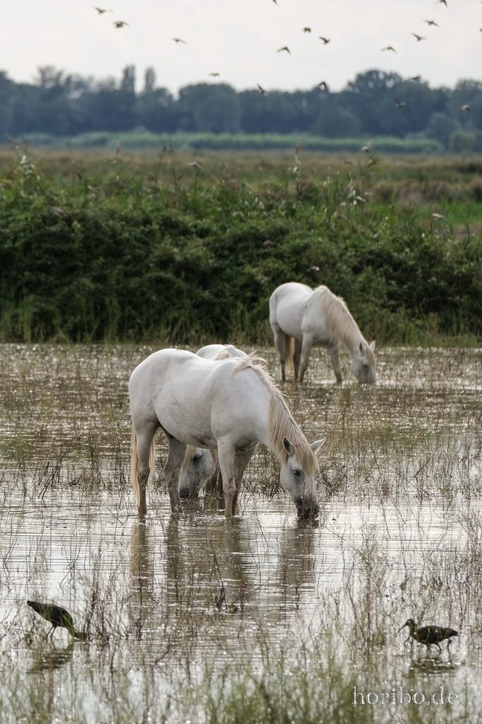 296_HR-22-09-08-16-55-36-1879