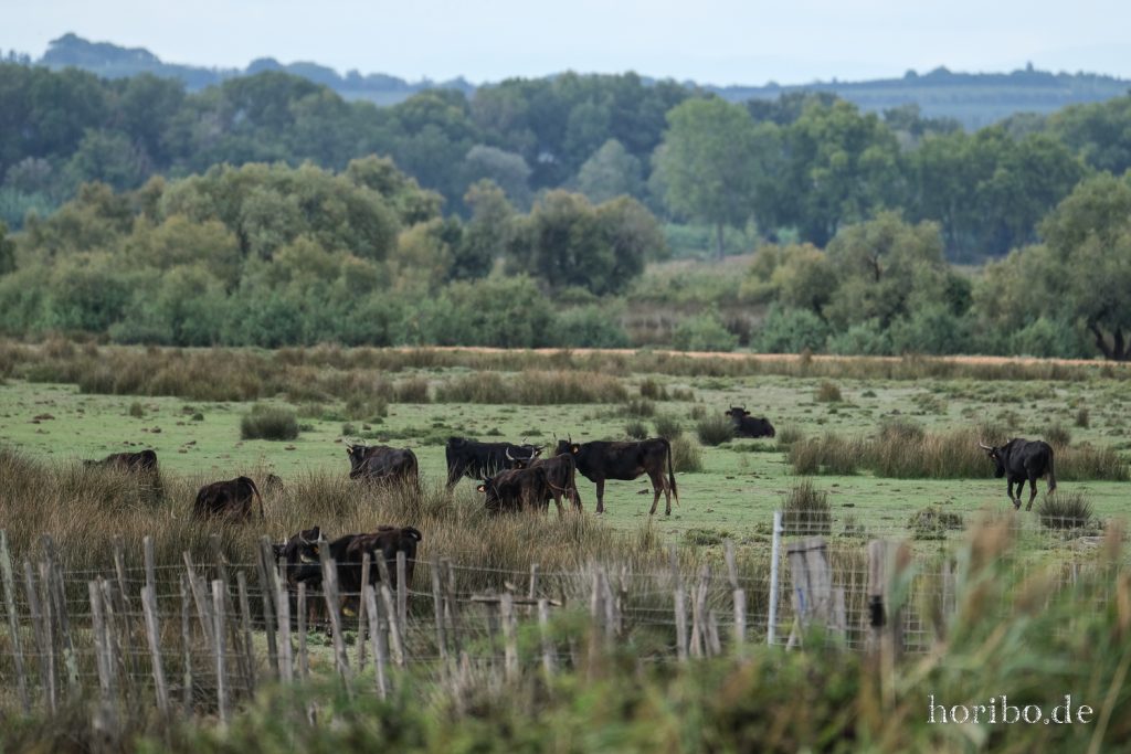 300_HR-22-09-08-17-07-12-1906