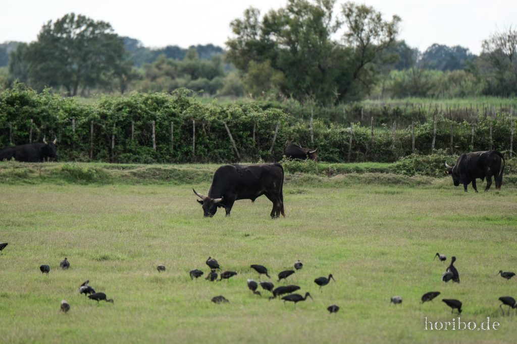 304_HR-22-09-08-17-23-12-1928