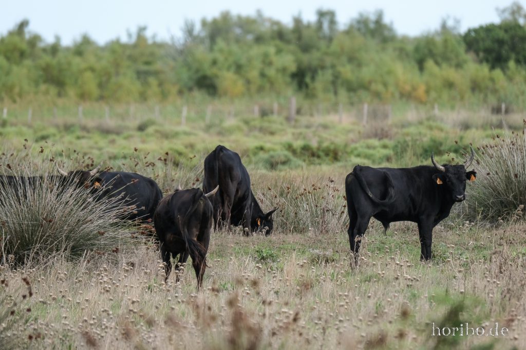 305_HR-22-09-08-17-24-43-1930