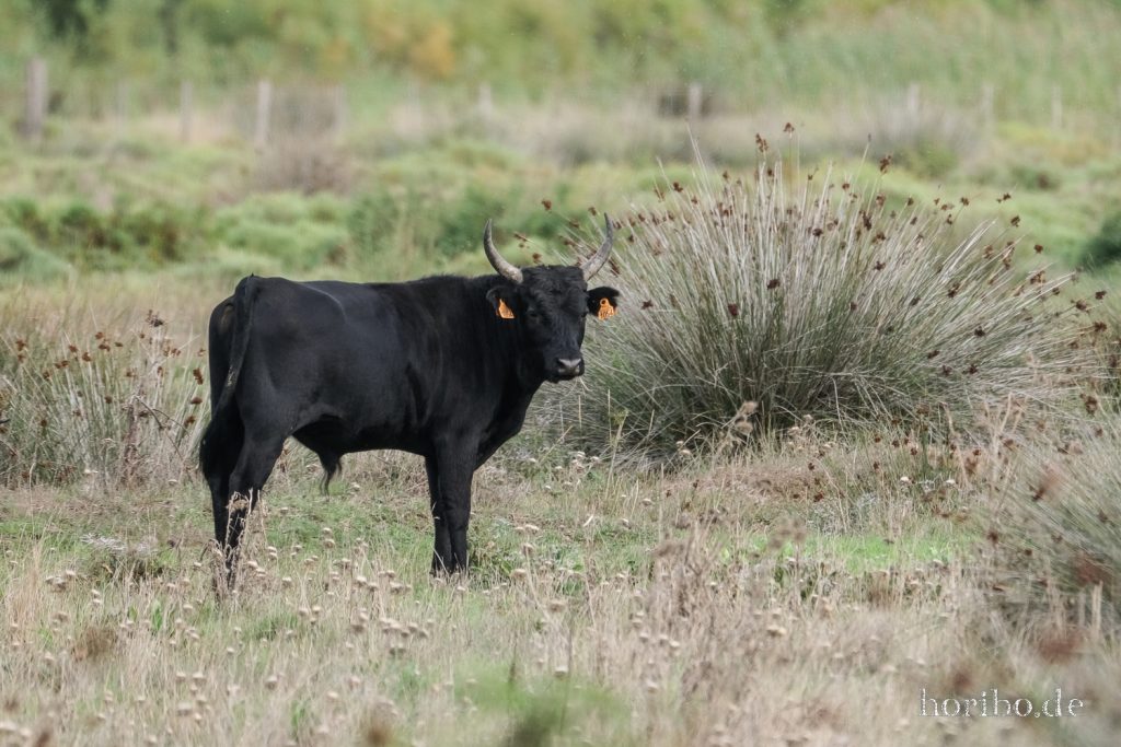 306_HR-22-09-08-17-24-44-1932