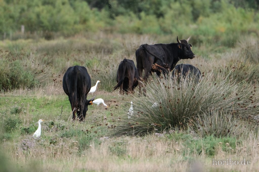 307_HR-22-09-08-17-24-52-1937