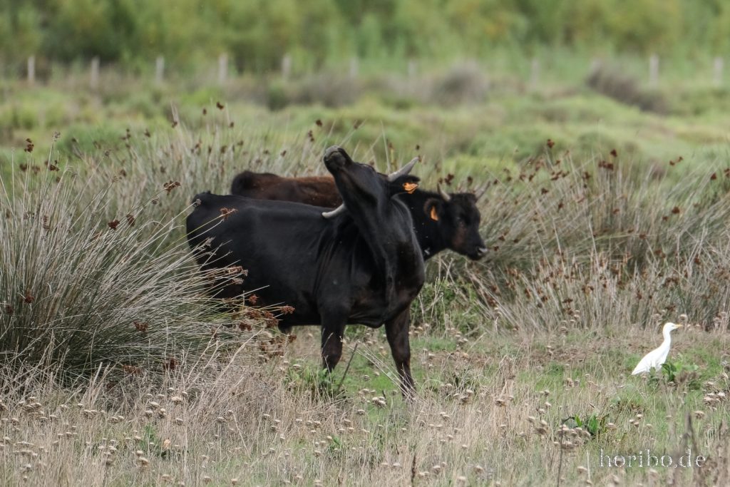 308_HR-22-09-08-17-25-29-1950