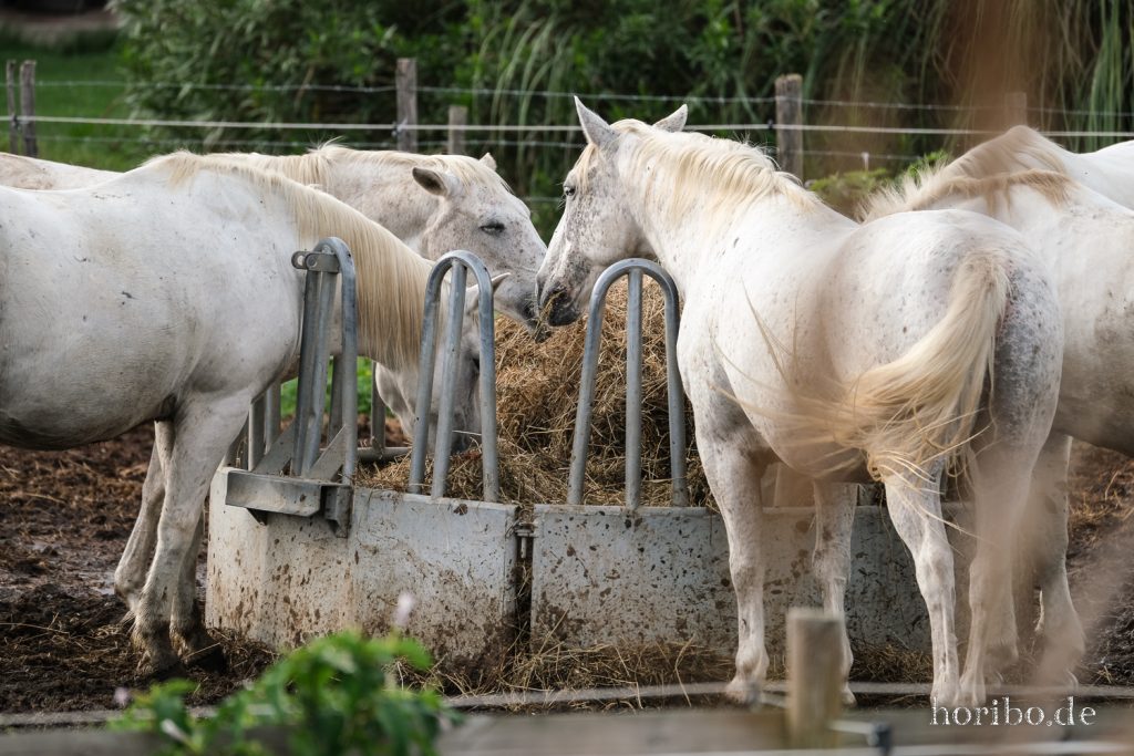 309_HR-22-09-08-17-28-50-1959