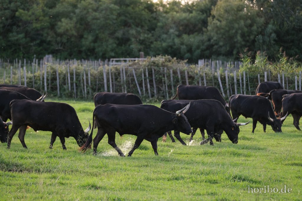 342_HR-22-09-08-19-03-28-2157