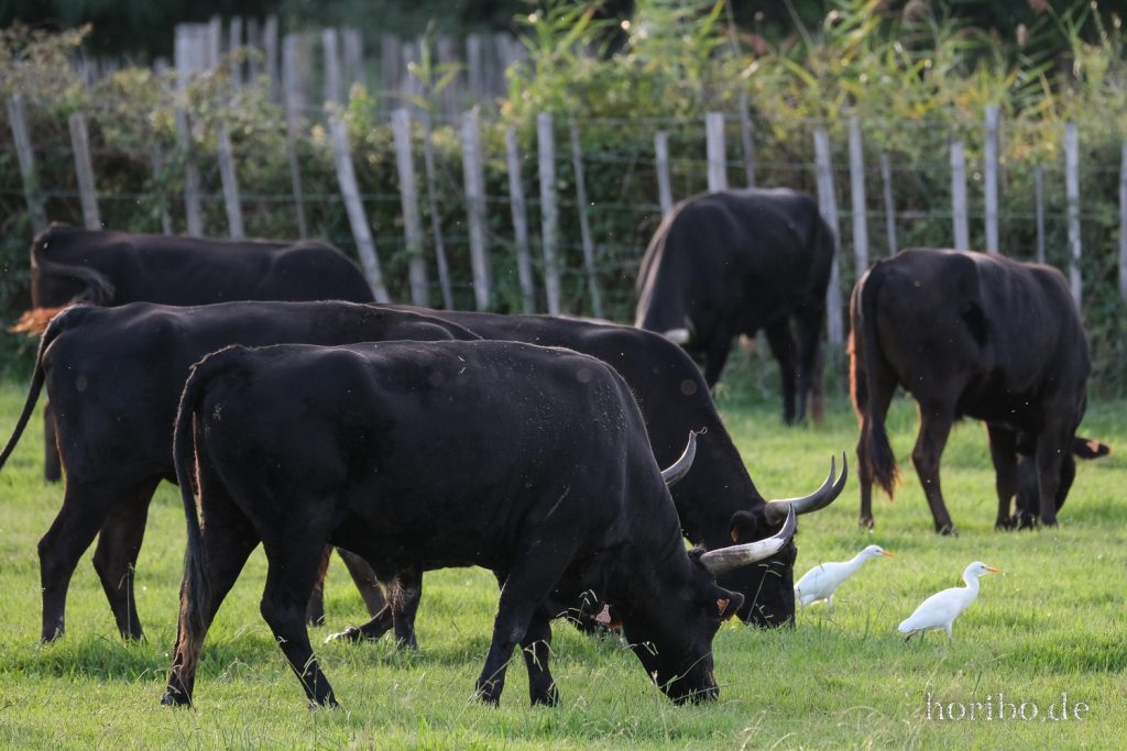 343_HR-22-09-08-19-03-40-2160