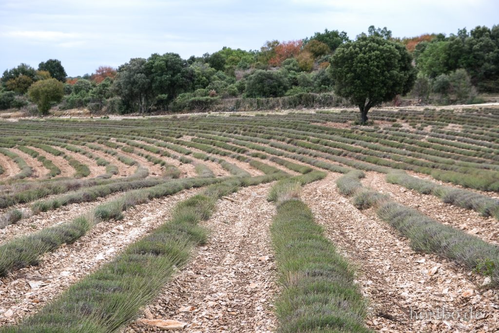 356_HR-22-09-09-09-01-44-2231