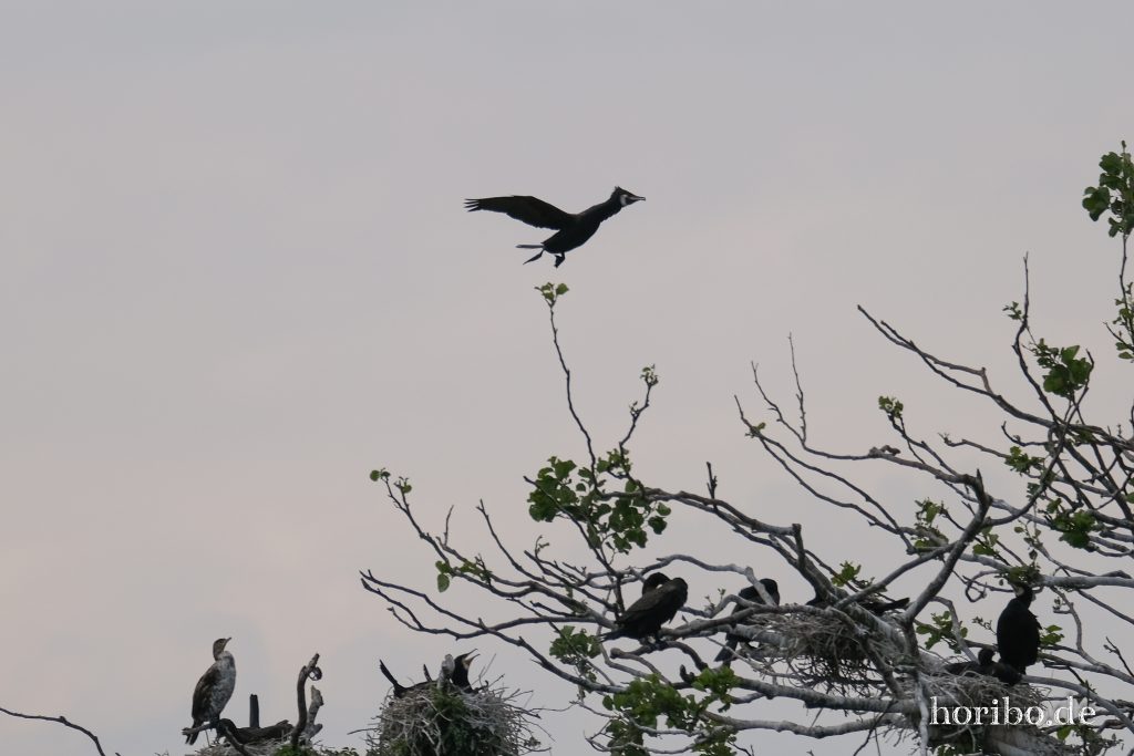 HR-23-06-15-11-47-17-2218