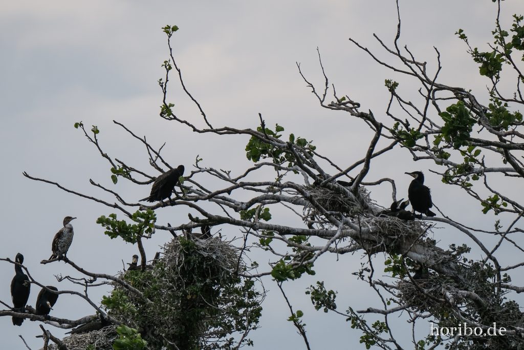 HR-23-06-15-11-47-45-2223