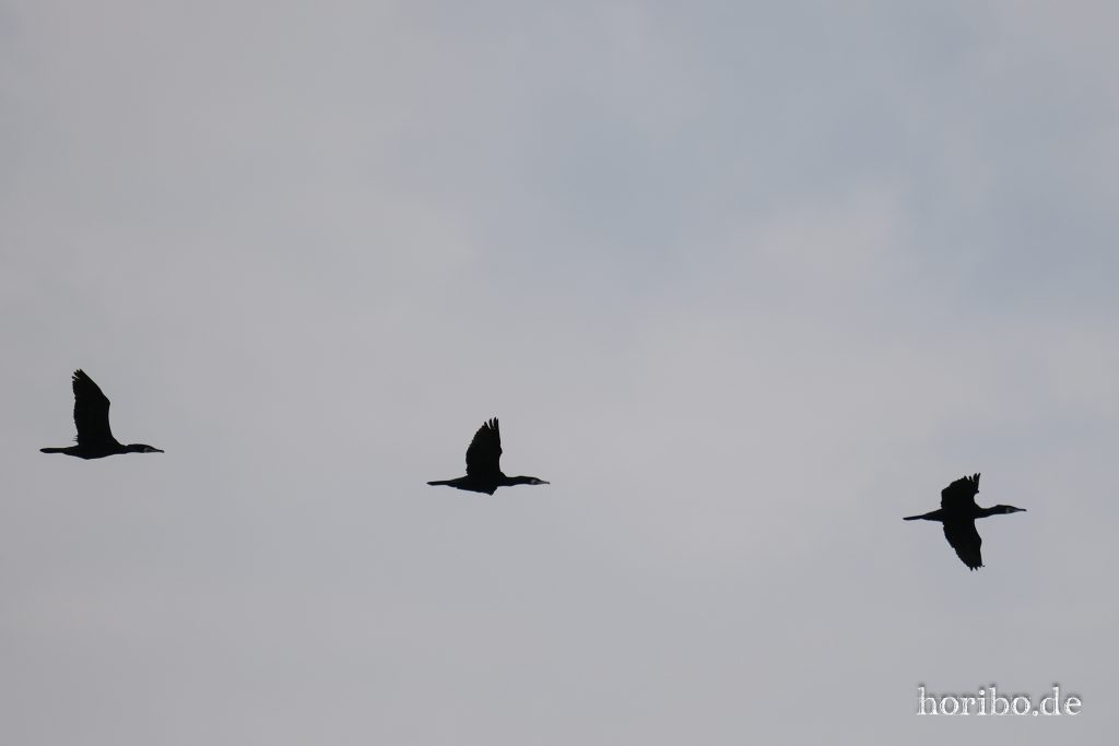 HR-23-06-15-11-48-10-2228