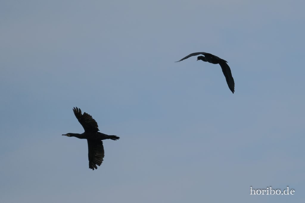 HR-23-06-15-11-49-20-2256