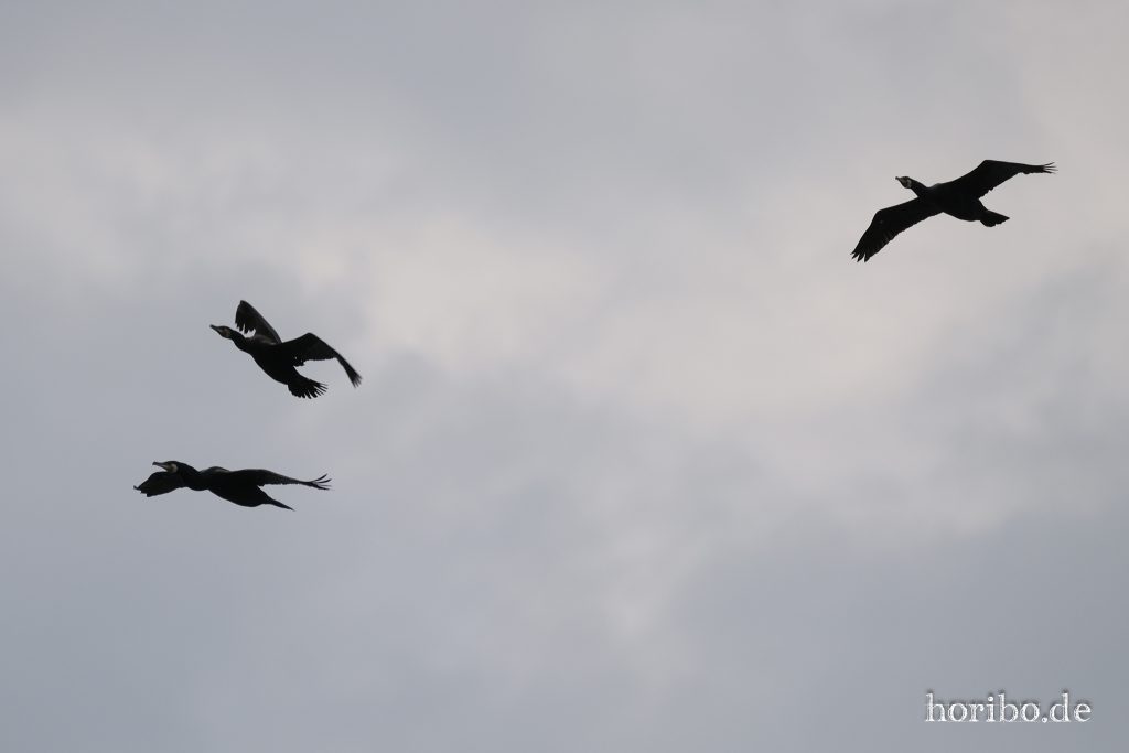 HR-23-06-15-11-50-07-2269