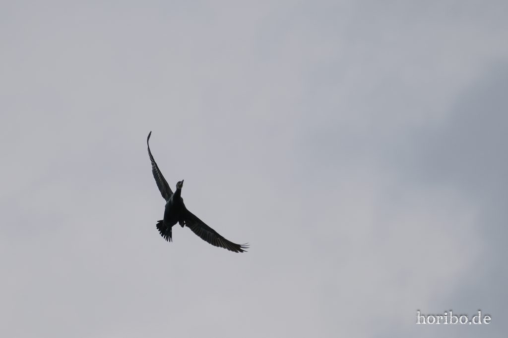 HR-23-06-15-11-50-09-2271