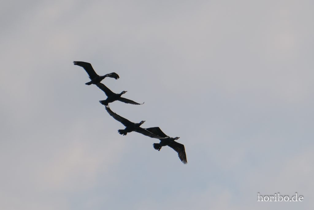 HR-23-06-15-11-52-38-2279