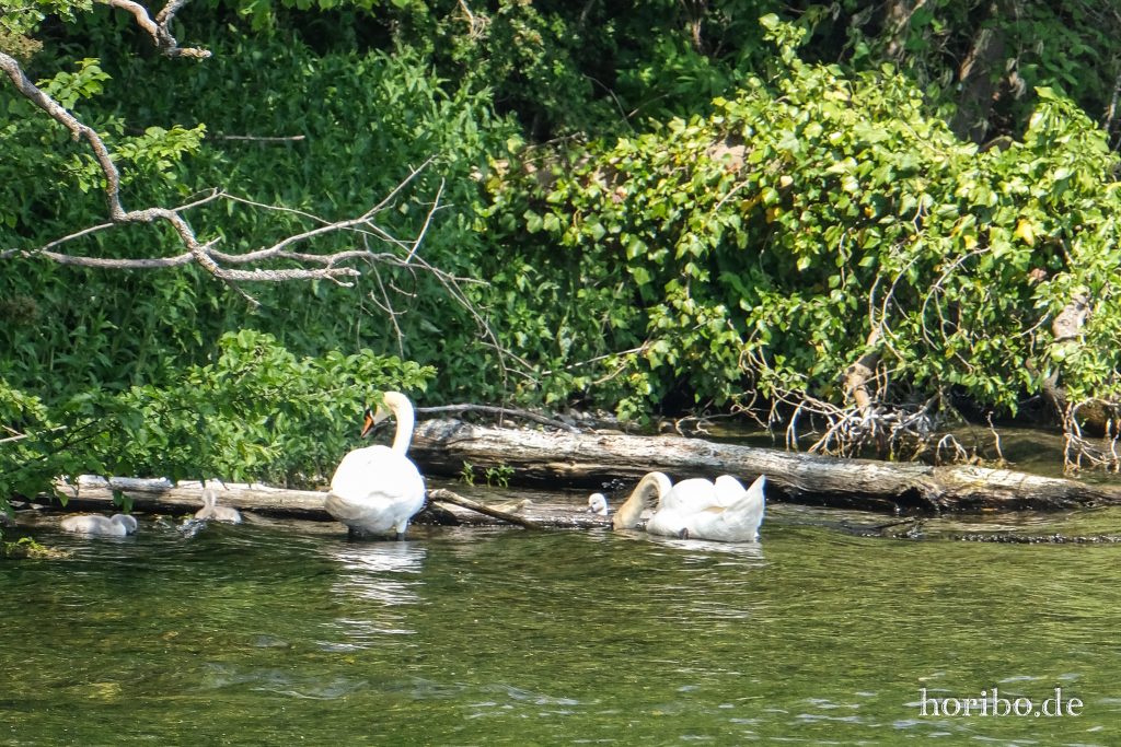 HR-23-06-15-12-18-13-2308