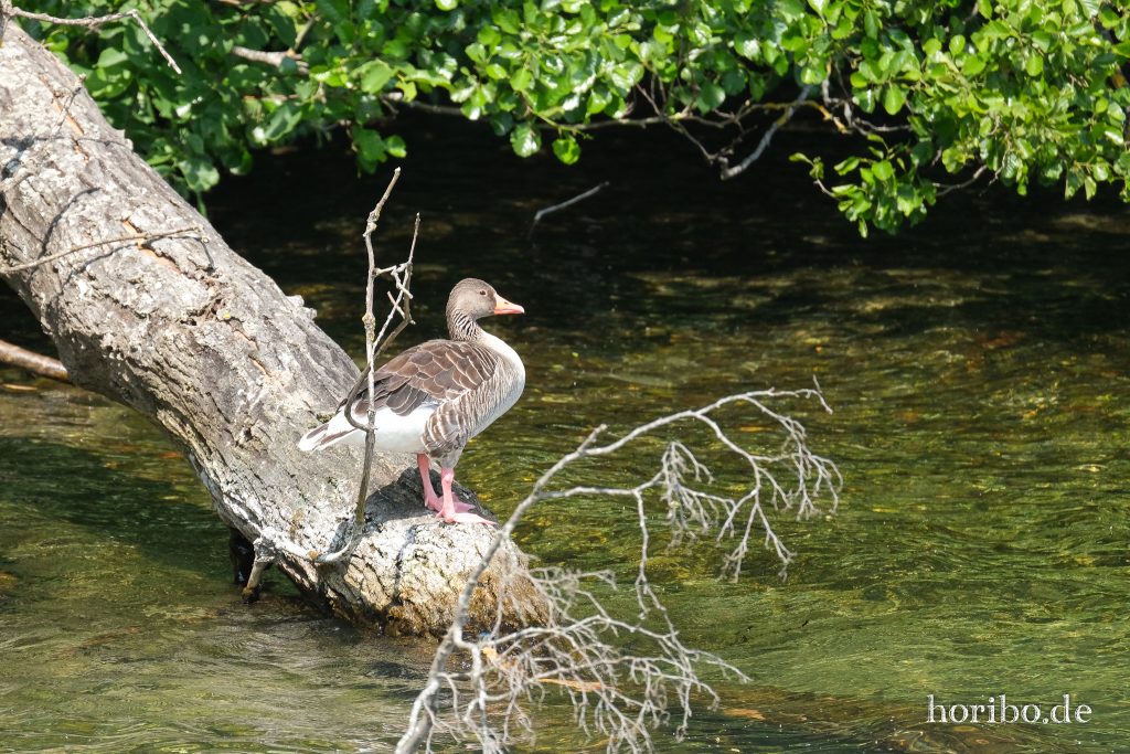 HR-23-06-15-12-18-36-2311