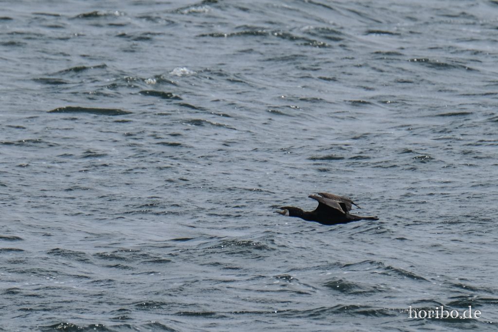 HR-23-06-15-12-29-49-2323