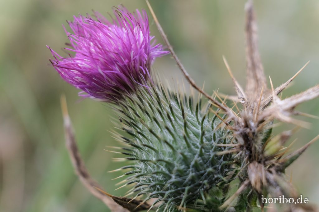 HR-23-08-26-13-12-03-7918