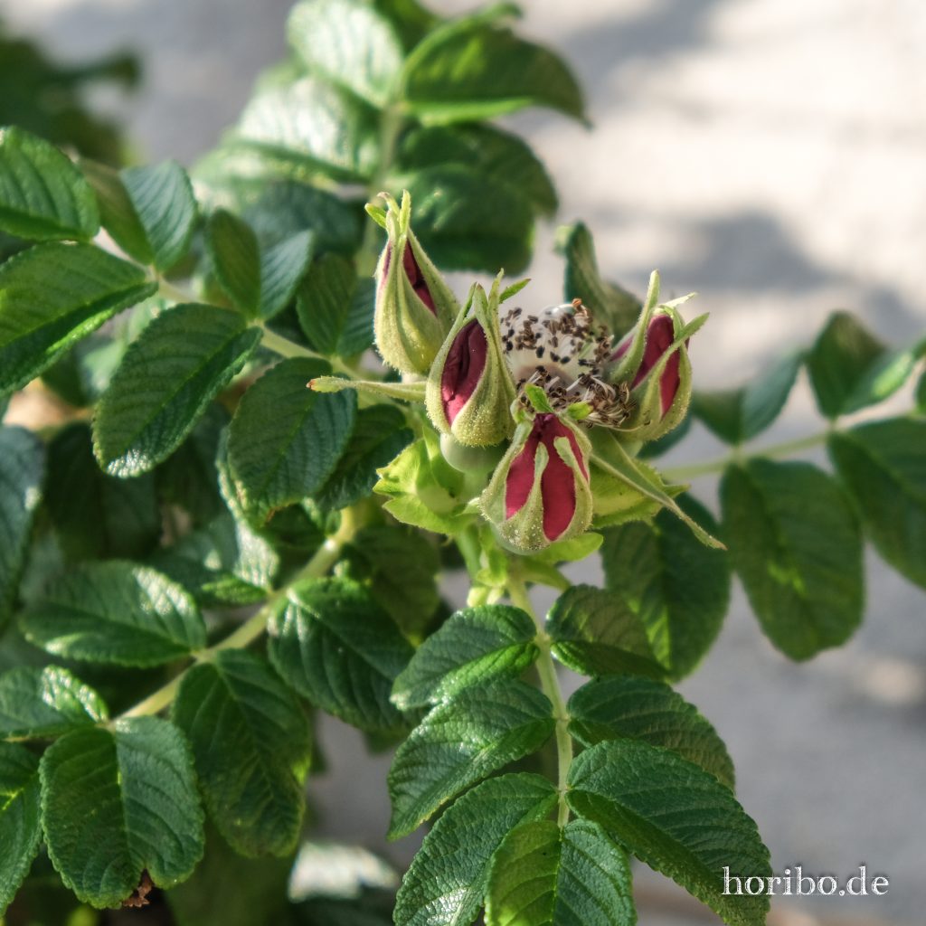 HR-23-08-26-17-41-56-7977