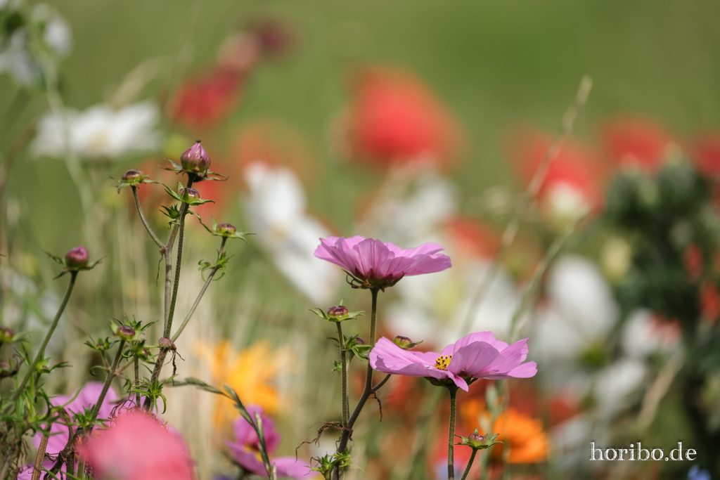 HR-23-08-27-15-06-18-8164