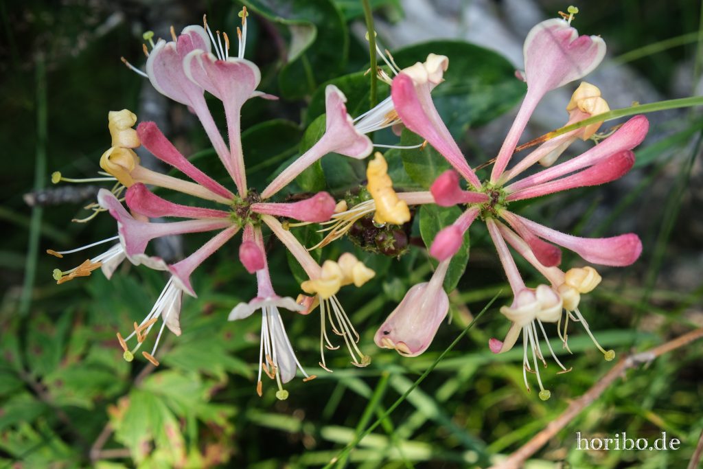 HR-23-08-29-16-26-04-8375