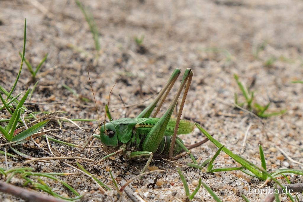 HR-23-08-30-15-06-16-8523