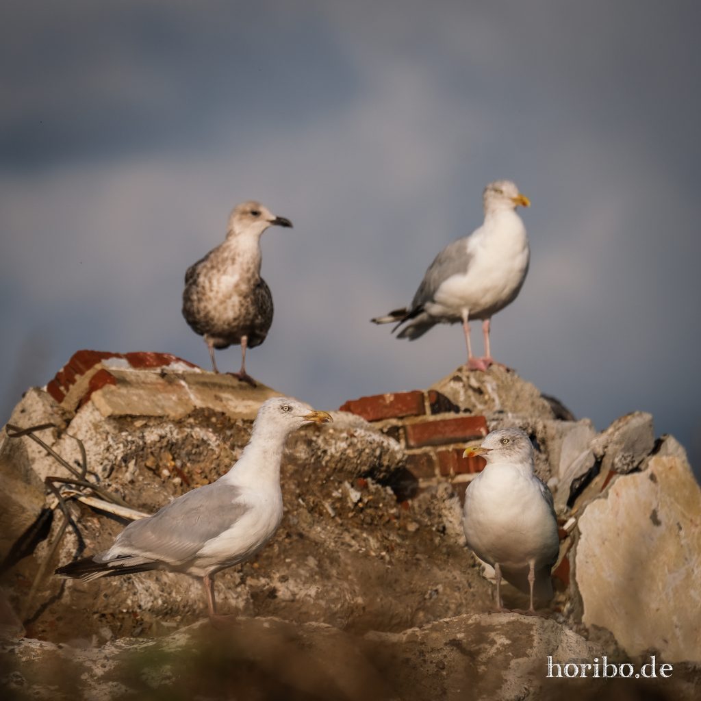 HR-23-08-31-18-19-04-8751