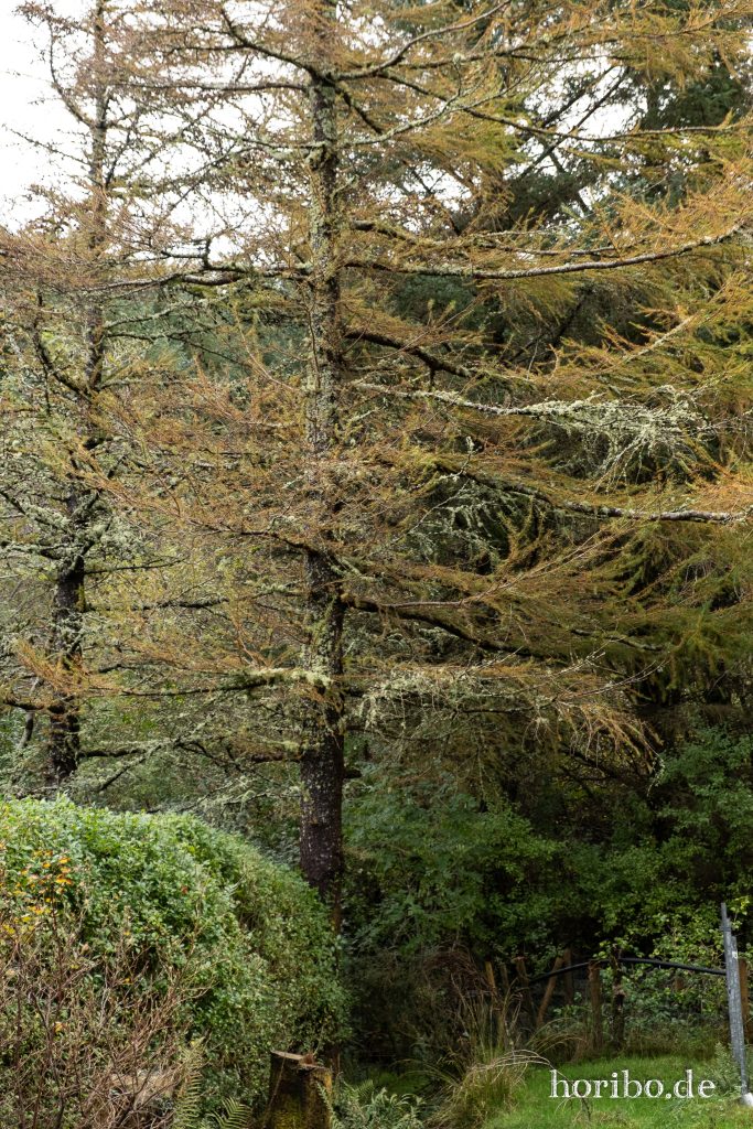 Alte Bäume auf dem Grundstück