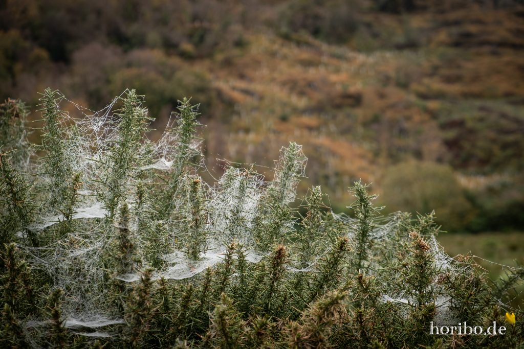 Morgentau mit Spinnennetzen