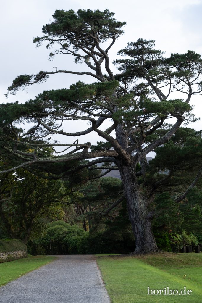 alter Baum im Muckross Park