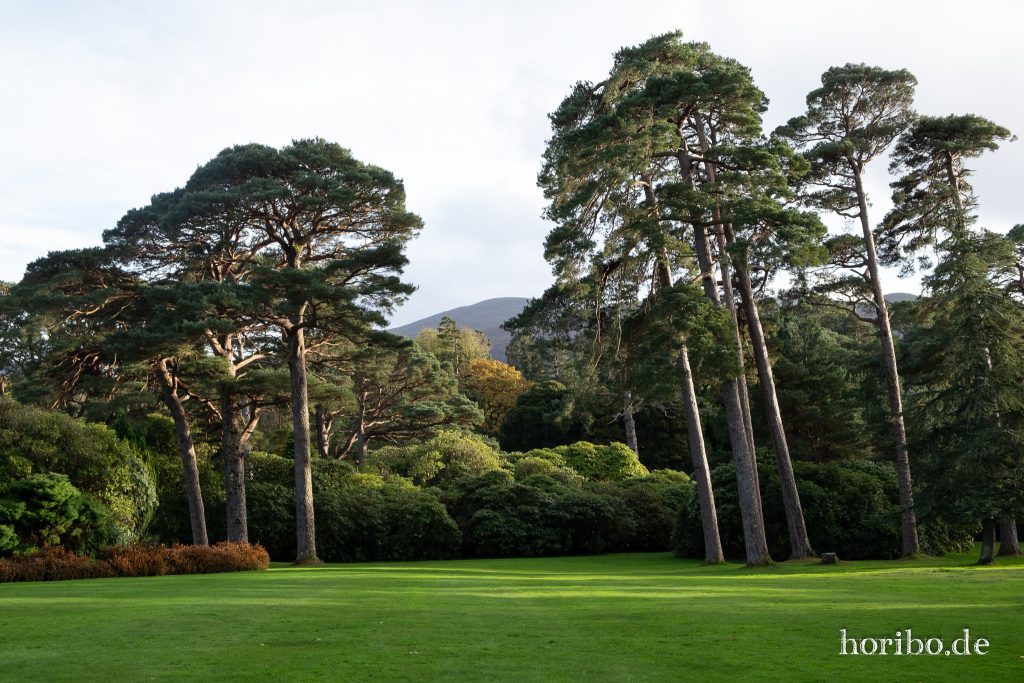 im Muckross Park