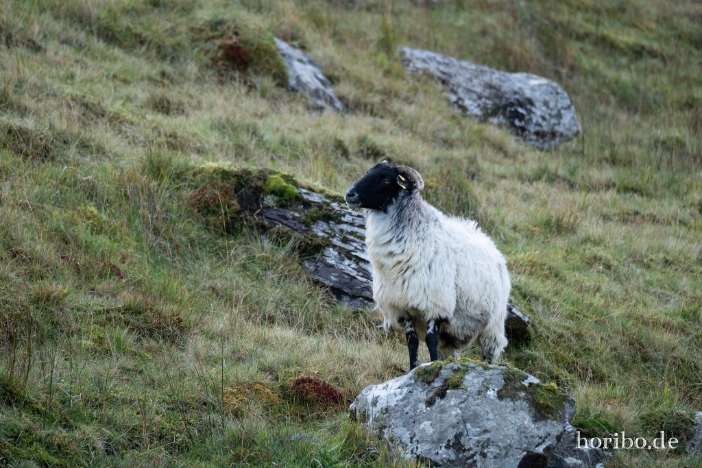 Sheep-watching mal andersrum