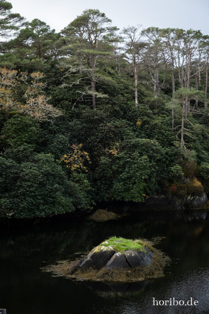 Rhododendren überwuchern alles