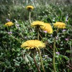 Löwenzahn im Garten