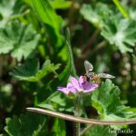 Den Insekten schmeckt es