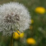 Pusteblume