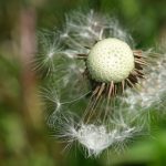 nicht mehr viel Pusteblume