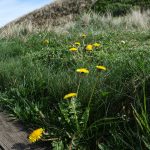 und nochmal der Löwenzahn in Blüte