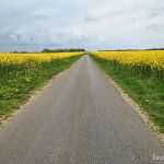 Raps, soweit das Auge reicht