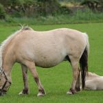 Mutter mit Fohlen beim Julegården