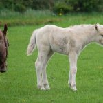 der Hals noch viel zu kurz…