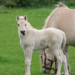 aber den Schalk im Nacken