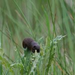 nicht jeder verschmäht Disteln