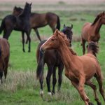 Die haben wir ne ganze Weile beobachtet