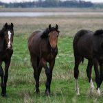die 3 von der Tankstelle