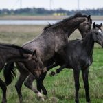scheint aber noch zu üben…