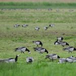 das ganze Feld war voll