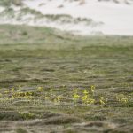 Blümchen in den Dünen